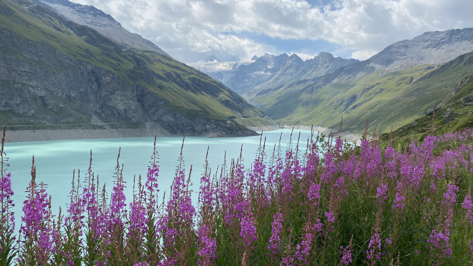 Lotus-Solaris-Nature